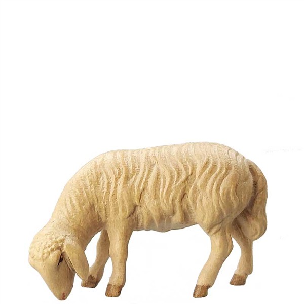 Abweidendes Schaf Abweidendes Schaf
