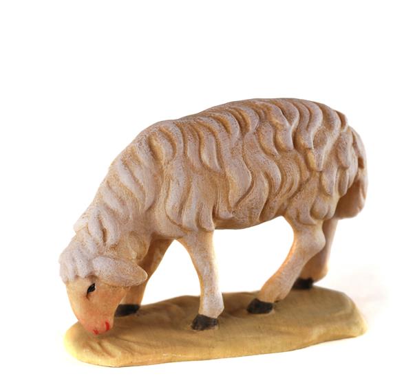 Schaf grasend Schaf grasend