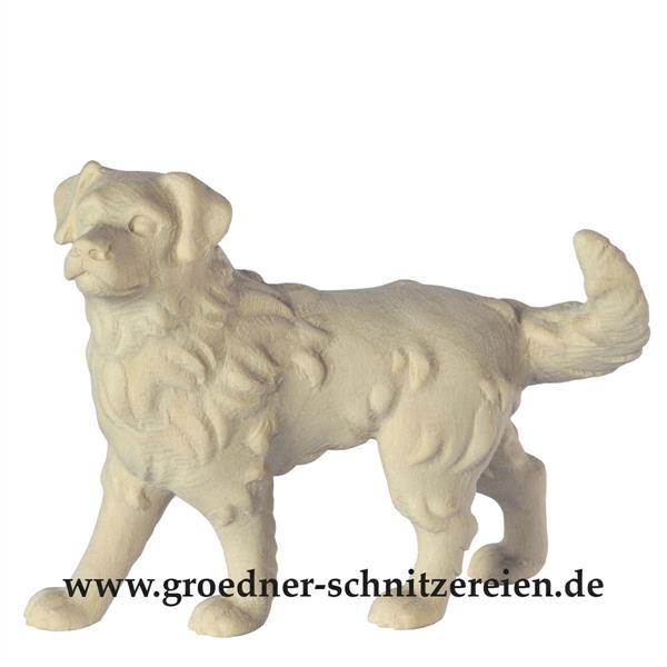 Australian Shepherd Hund Australian Shepherd Hund