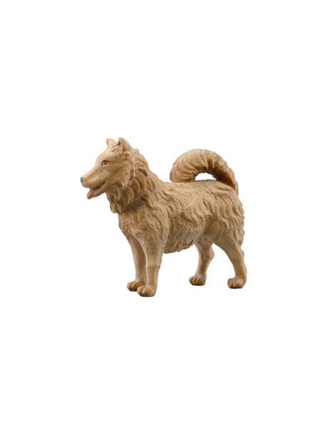 Hund Spitz