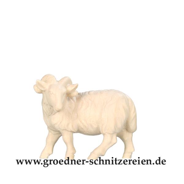 Widder Widder