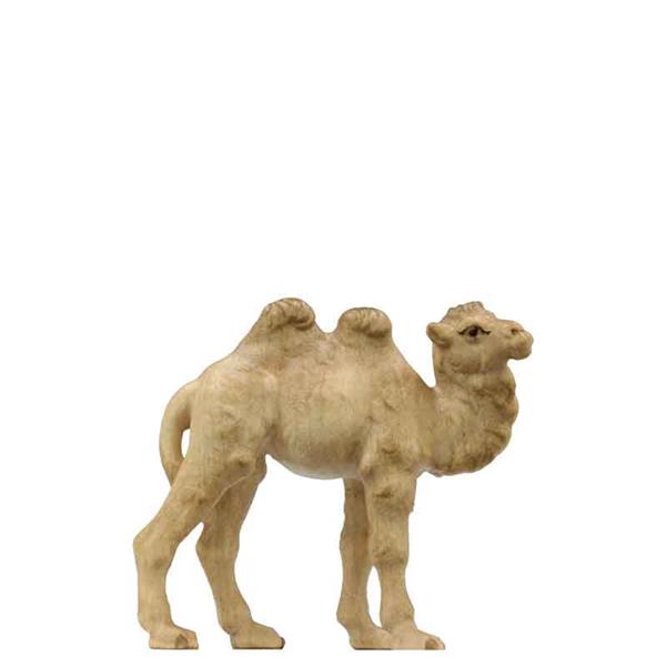 Junges Kamel Junges Kamel