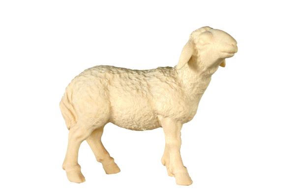 Schaf Kopf hoch
