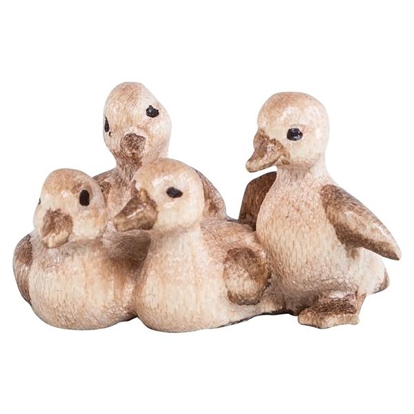 Entenküken Entenküken