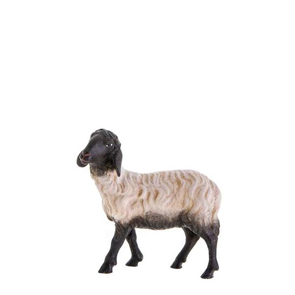 Schwarzköpfiges Schaf stehend