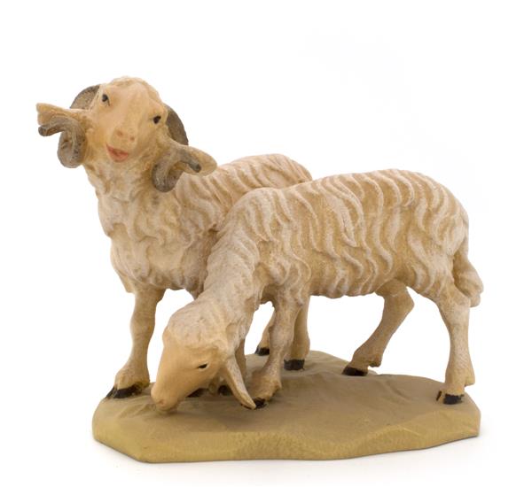 Widder mit Schaf Widder mit Schaf