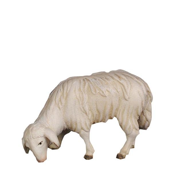 Schaf grasend Schaf grasend