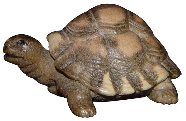 Riesenschildkröte