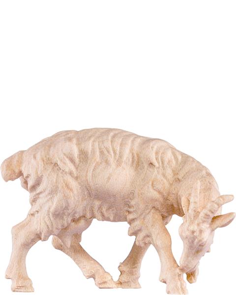 Ziege leckend Ziege leckend