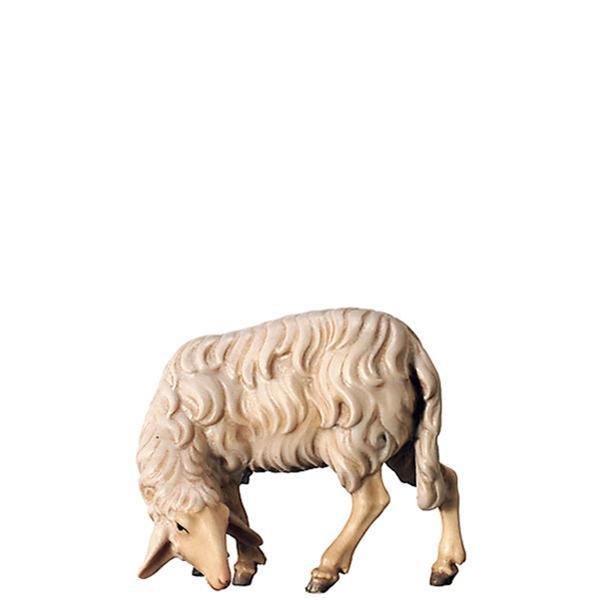 Schaf äsend Schaf äsend
