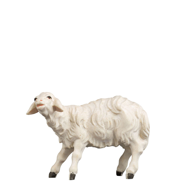 Schaf blökend Schaf blökend