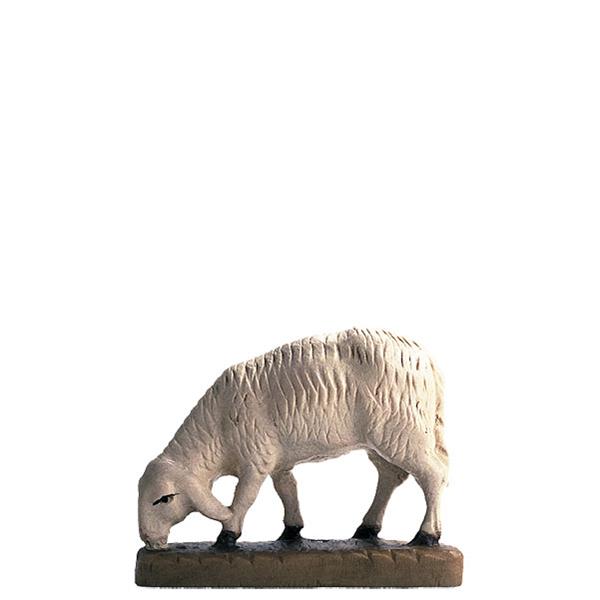 Schaf Fressend Schaf Fressend