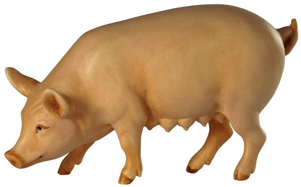 Sau - Schwein