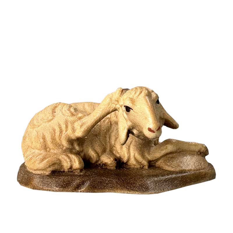 Liegendes Schaf kratzend