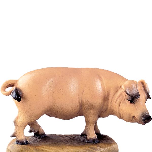 Schwein Schwein