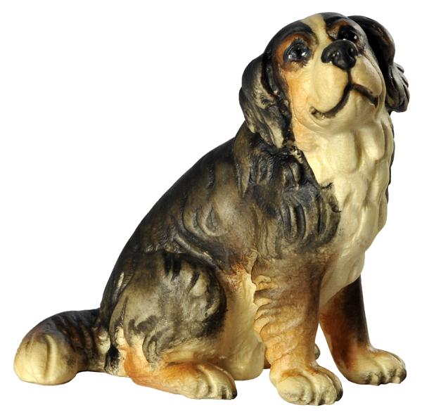 Berner Sennenhund sitzend Berner Sennenhund sitzend