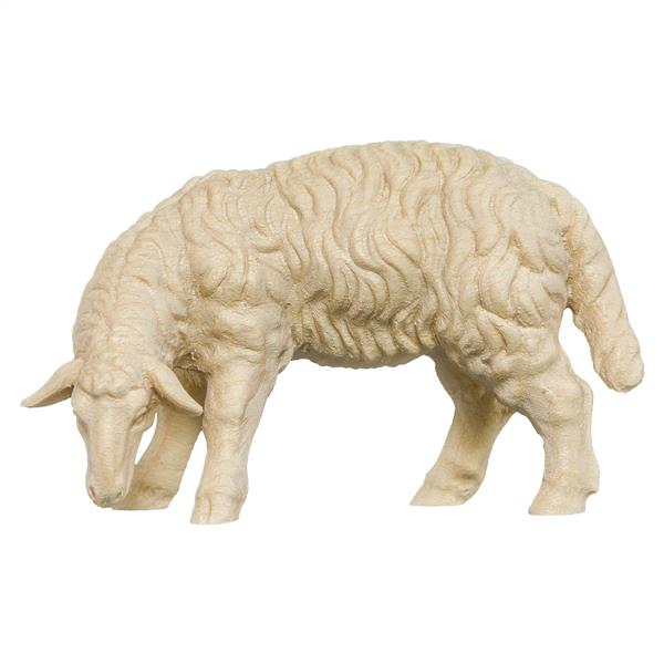 Schaf grasend Schaf grasend