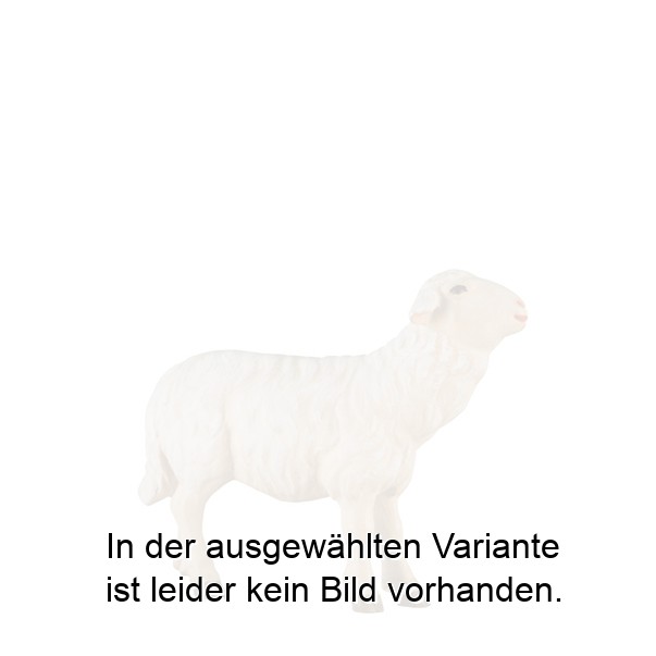 Schaf zu Fütterer links Schaf zu Fütterer links
