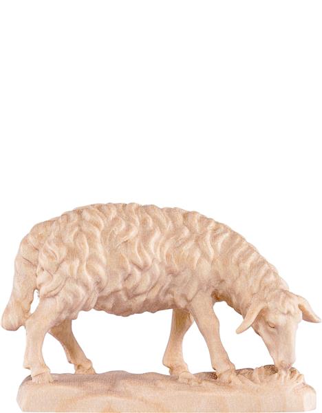 Schaf grasend Schaf grasend