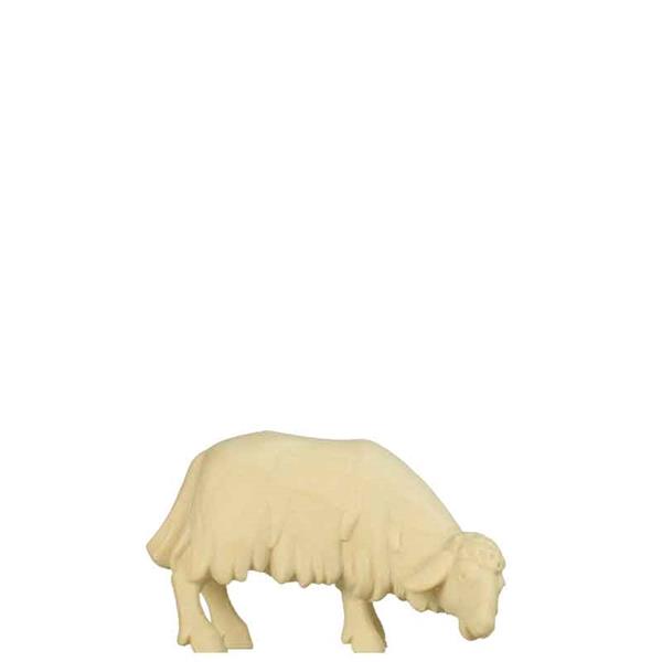 Schaf grasend Schaf grasend