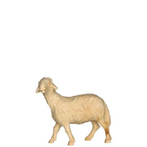 Schaf stehend links Zirbel Schaf stehend links Zirbel
