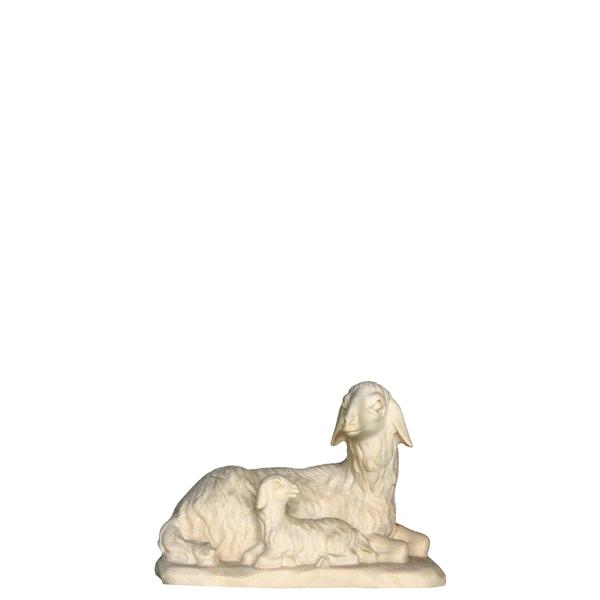 Schaf liegend Schaf liegend