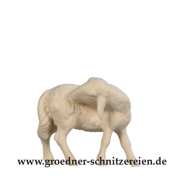 Schaf leckend Schaf leckend