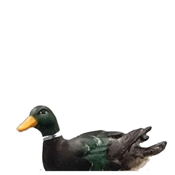 Ente schwimmend - Kopf links Ente schwimmend - Kopf links