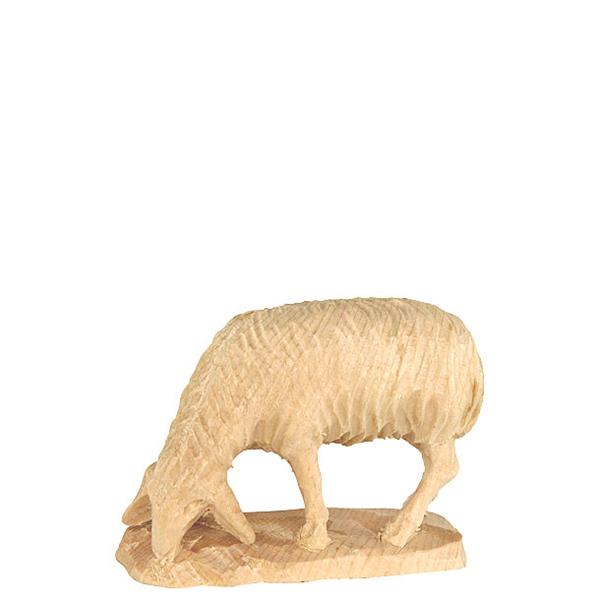 Schaf grasend Schaf grasend