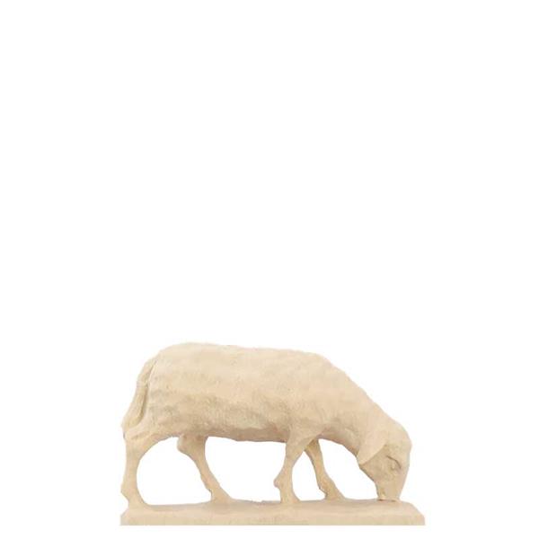 Schaf äsend Schaf äsend