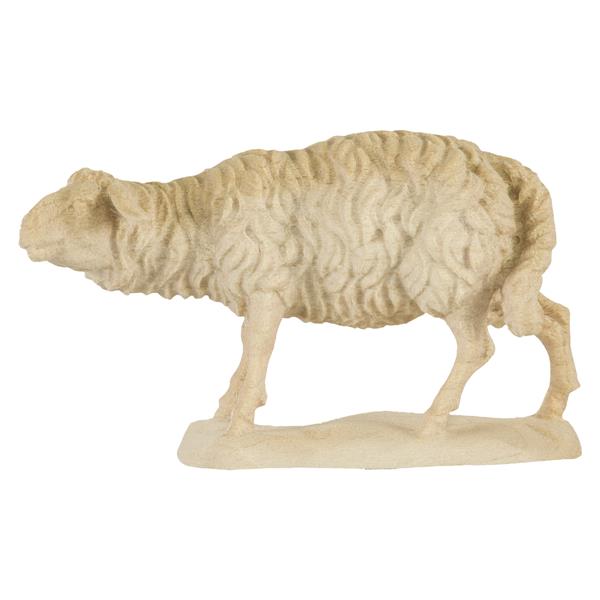 Schaf schauend Schaf schauend