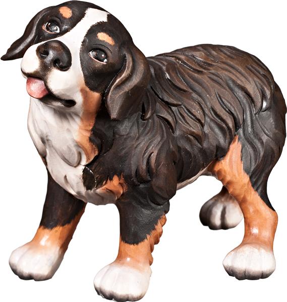 Berner Sennenhund Welpe