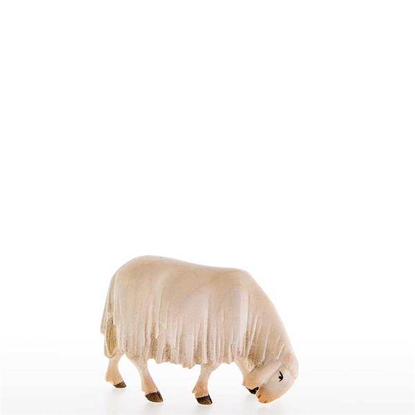 Abweidendes Schaf Abweidendes Schaf