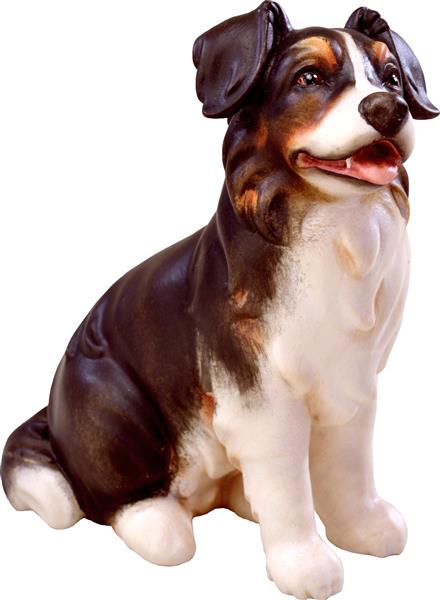 Australischer Schäferhund Australischer Schäferhund