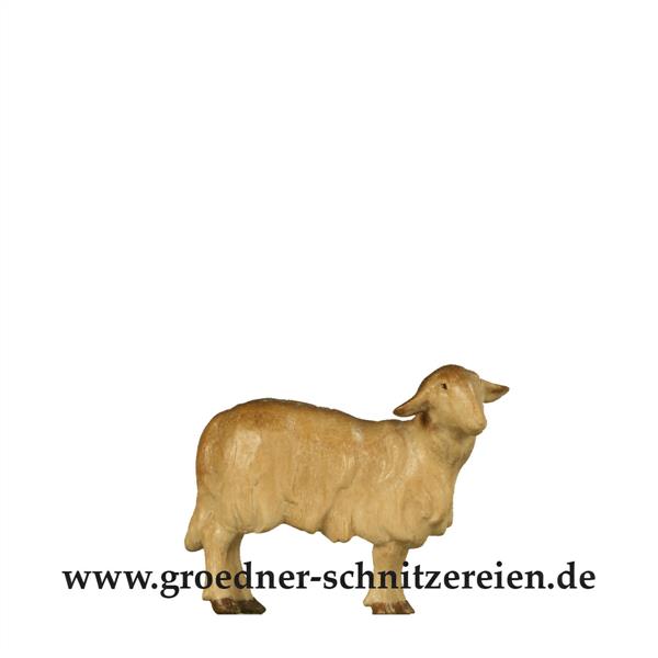 Schaf stehend links Schaf stehend links