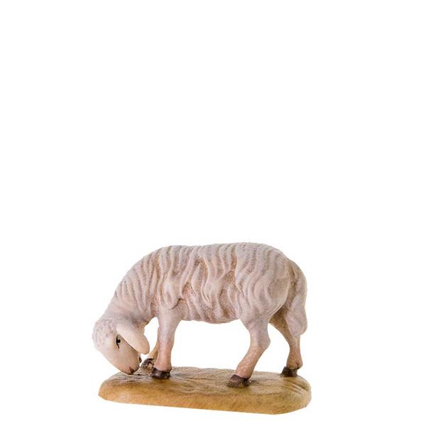 Abweidendes Schaf Abweidendes Schaf