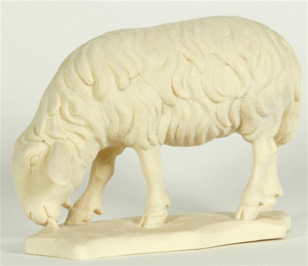 Schaf grasend Schaf grasend