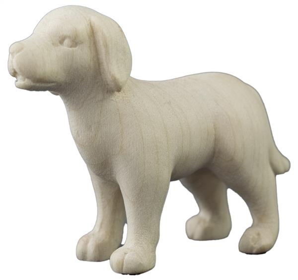 Hund Labrador Hund Labrador