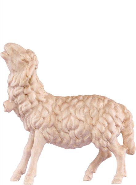 Schaf blökend Schaf blökend