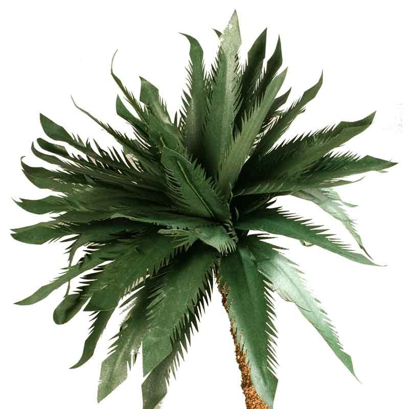 Palme