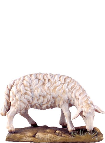 Schaf grasend Schaf grasend