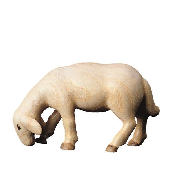 Schaf grasend Schaf grasend