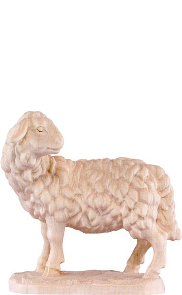 Schaf schauend Schaf schauend