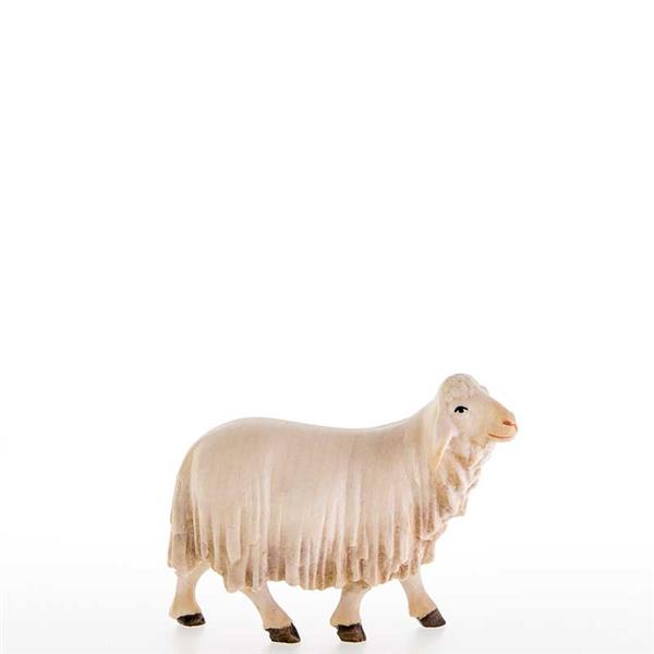 Schaf Schaf