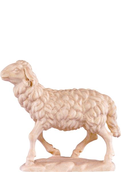 Schaf gehend Schaf gehend