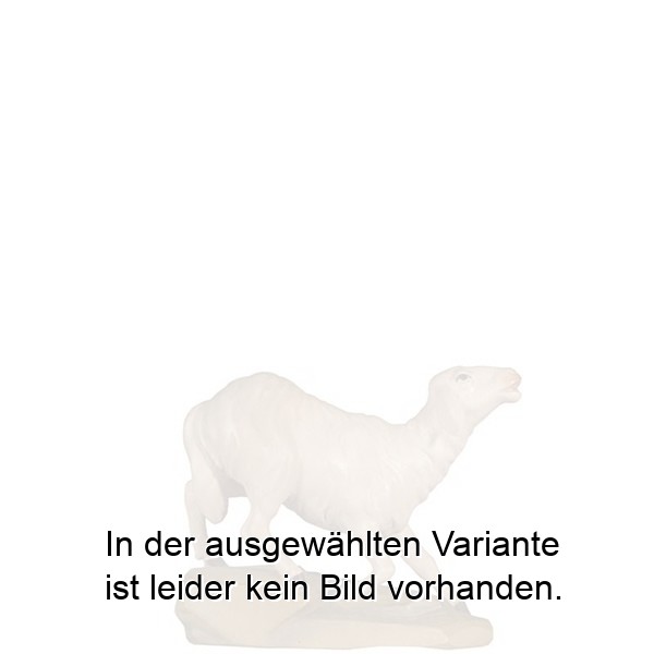 Schaf laufend Schaf laufend