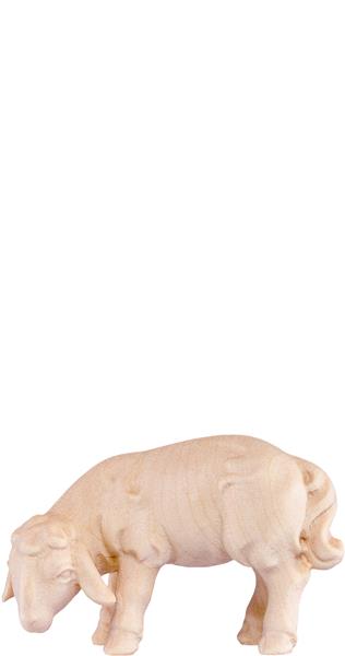 Lamm grasend Artis Lamm grasend Artis