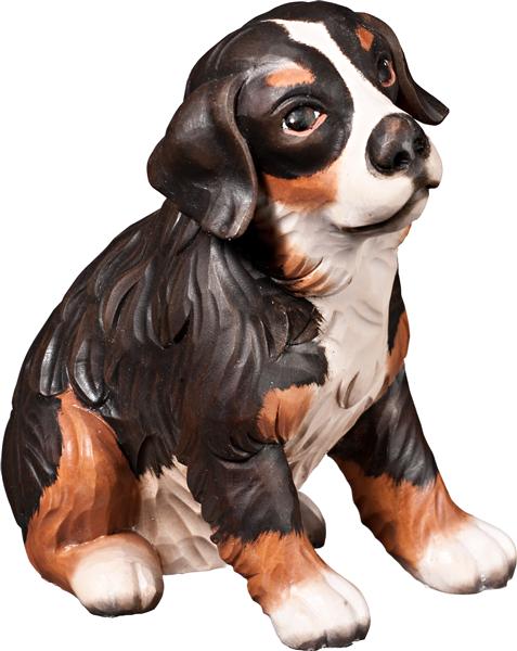 Berner Sennenhund Welpe sitzend