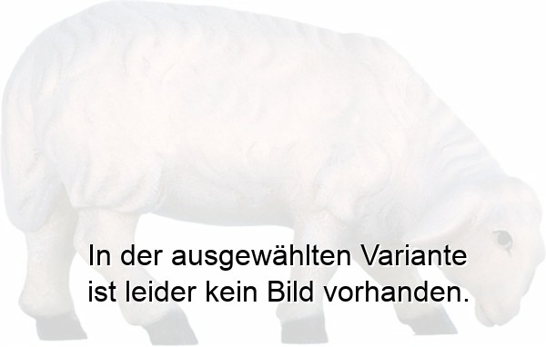 Schaf äsend Schaf äsend