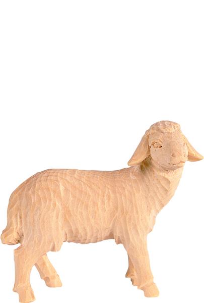 Schaf stehend Schaf stehend